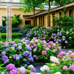 100+Mixed Hydrangea Seeds - Fast-Growing Shrub Flowers for Beautiful Outdoor Garden Décor, Fragrant Blooms, Easy to Grow, Perfect for Landscaping, Home & Garden Lovers, Ideal for Gifts