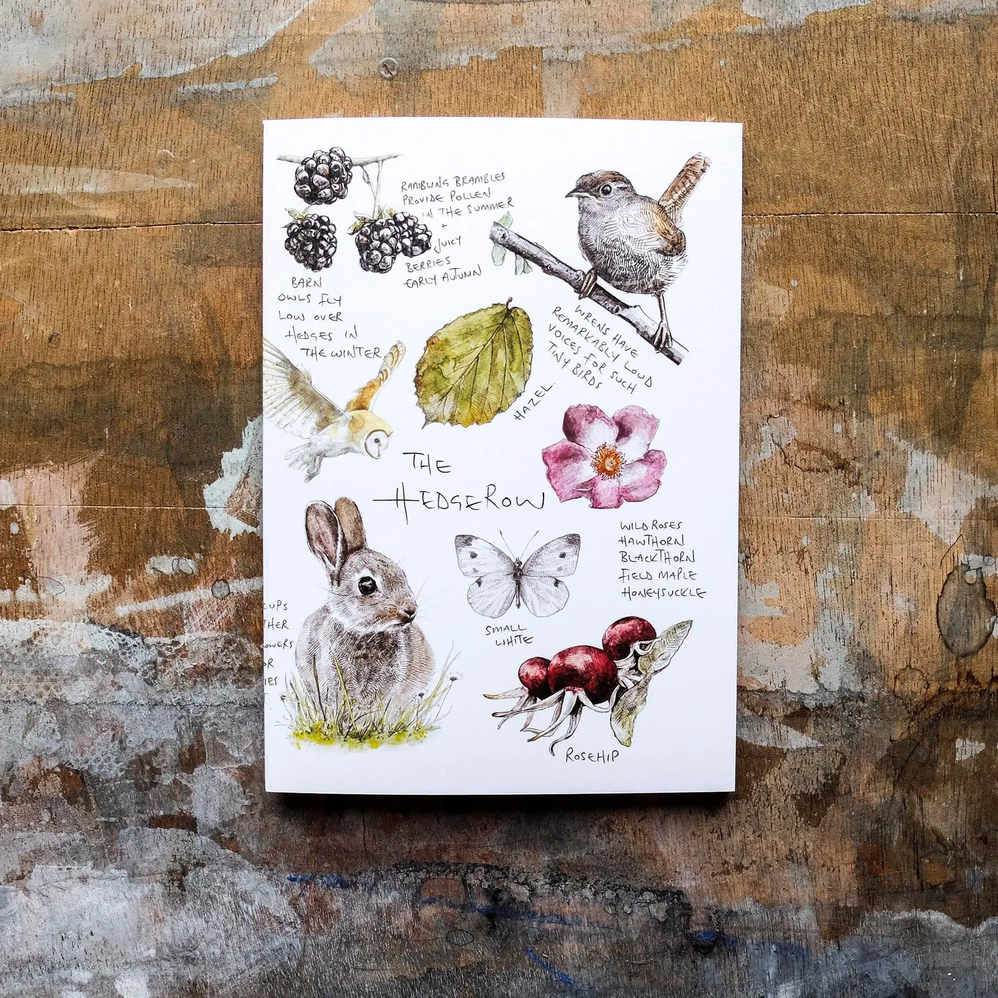 The Hedgerow Notebook - A6 Plain Paper, nature sketchbook