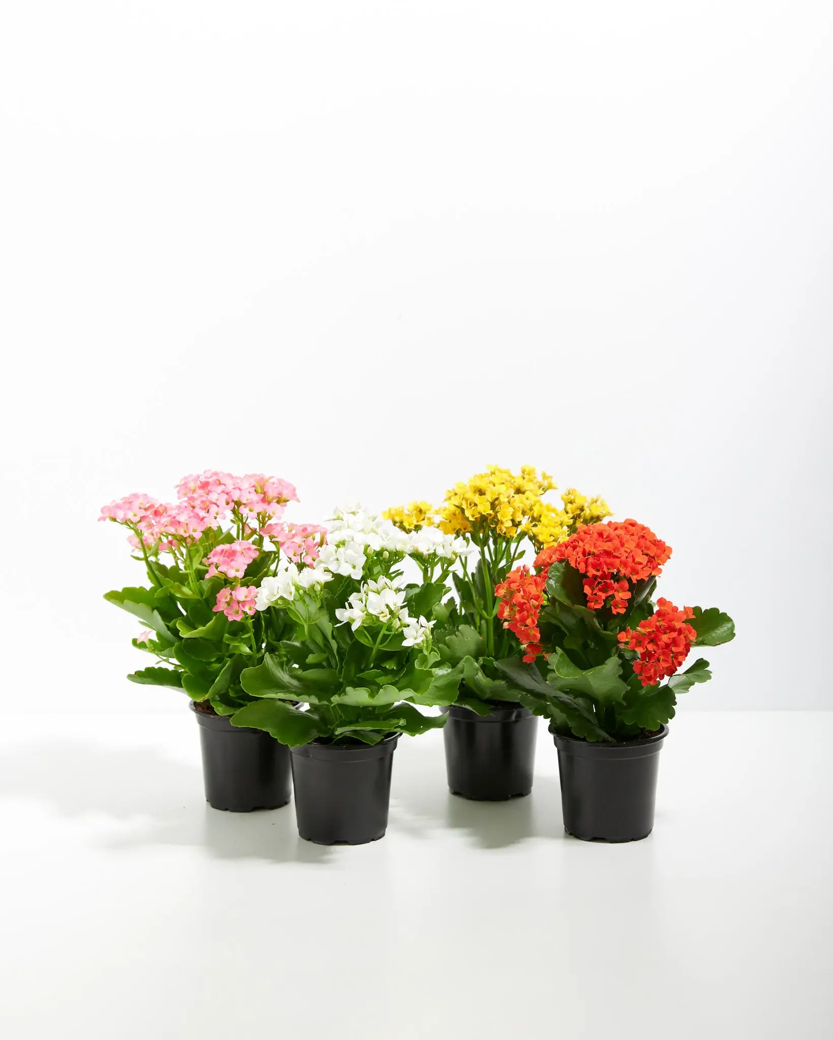 Rainbow Kalanchoe Succulent Clusters - Easy-Care Houseplants, Decorative Flowers for Indoor Home Decor, Outdoor Patio Use