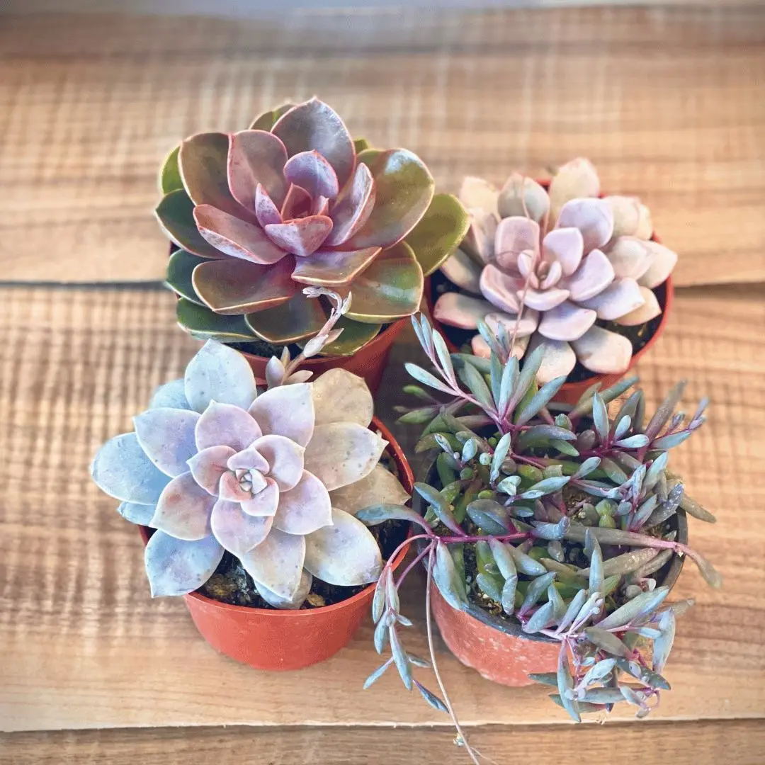 The Purple Succulent Collection The Purple Succulent Collection