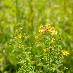 Organic St. John's Wort Seeds (Hypericum perforatum) – 300+ Seeds for Herb Gardens, Medicinal Use, and Natural Remedies