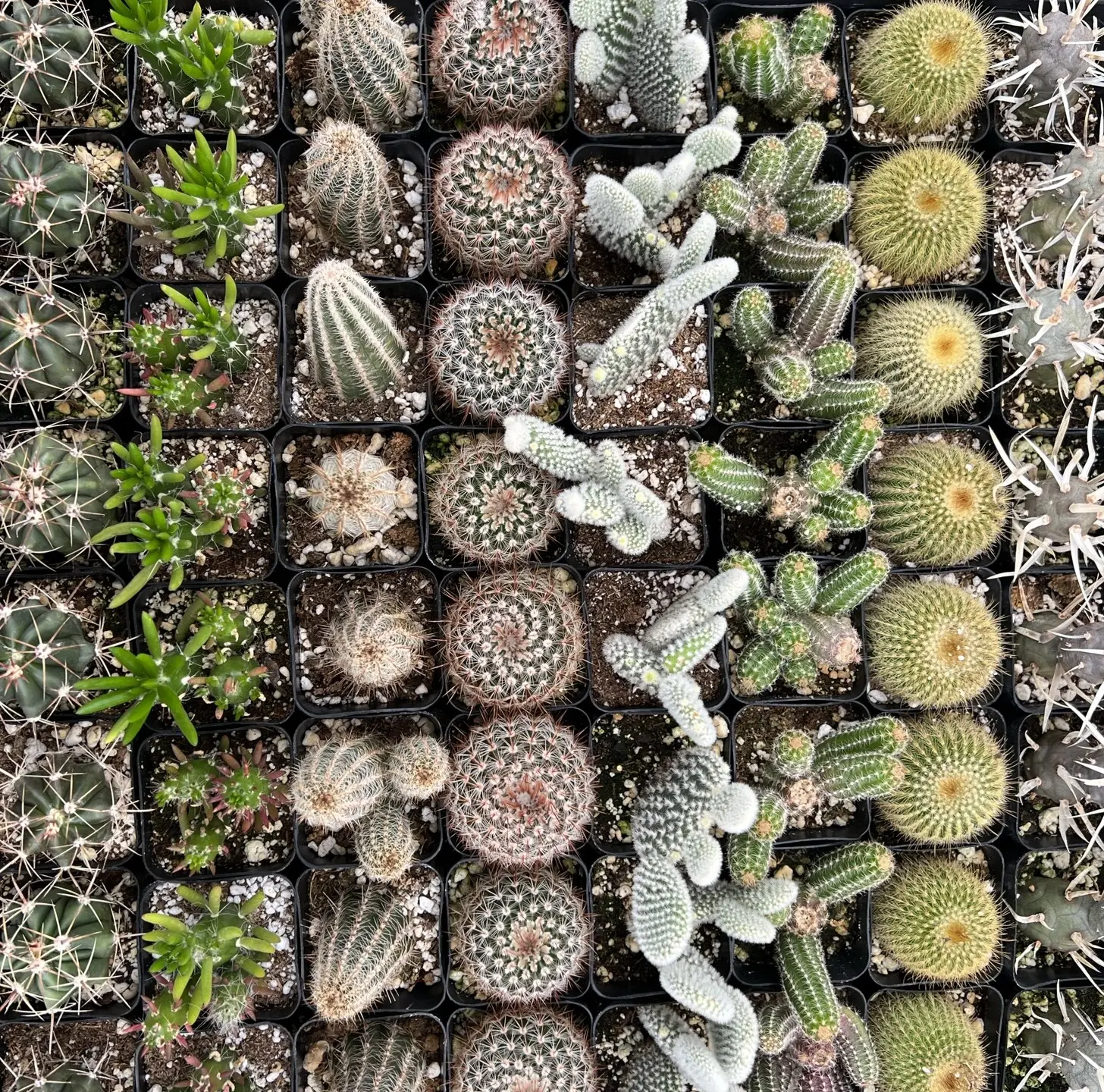 6 Pack - Assorted 2" Live Cactus Bundle Hand Selected Assortment with Native West Soil Blend for Plant Enthusiasts