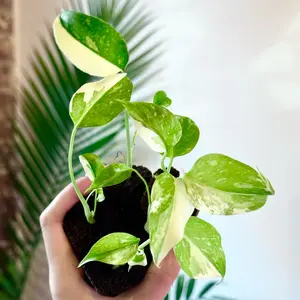 Monstera Thai Constellation 5 Pack (Grower’s Choice)