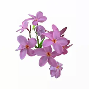 10 Violet Plumeria Seeds - Flower Seed Pack, Fragrant Perennial Blooms, Exotic Plant Seeds for Containers, Tropical Garden Vibe, Premium Seeds for Planting
