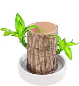 (PACK OF 1) Brazilian Lucky Bamboo Live Plant ,Good Luck Plant ,Lucky Brazil Wood Plant, Healthy Indoor Feng Shui Plant For Home Decor (Brazilian Lucky Bamboo)