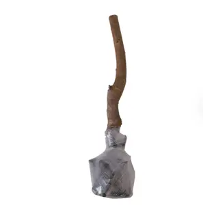 Live Exclusive Heirloom Non-GMO Grafted Plum Tree Sapling – Live Perennial Fruit Tree for Outdoor Garden & Backyard Planting