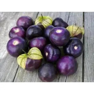 Organic Heirloom Purple Tomatillo Seeds Rare