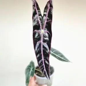 Alocasia Longiloba ‘Purple Vein’ Tissue Culture Plant (TC) – Rare Aroid