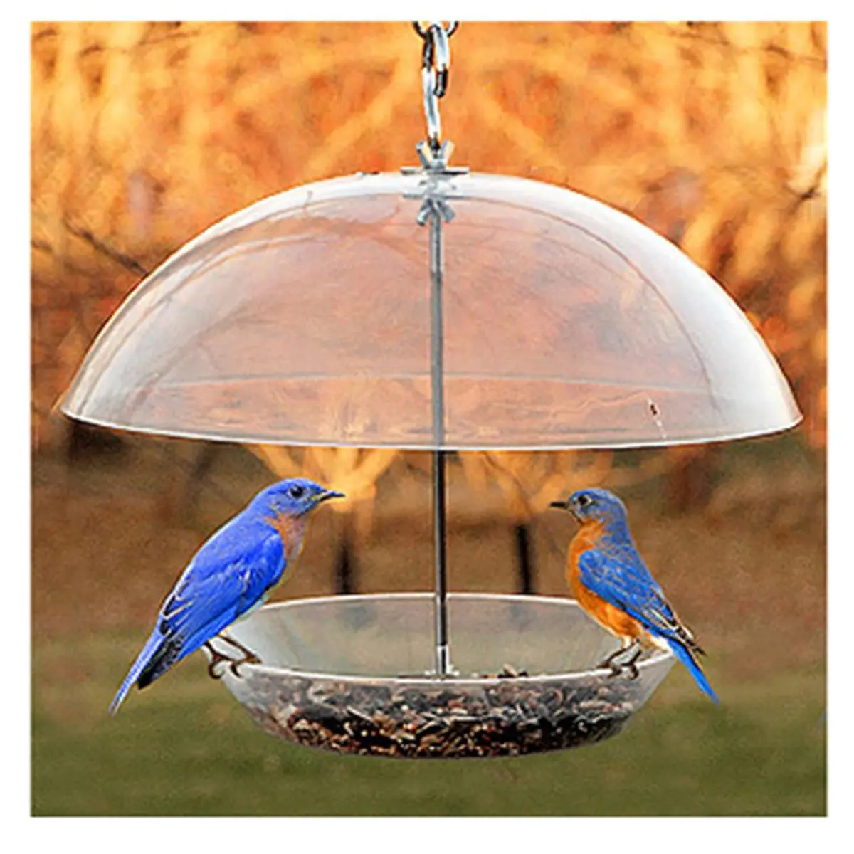 212 MAIN Adjustable Domed Top Seed & Bluebird Feeder - Heavy Duty, UV Resistant Polycarbonate Weatherproof Bird Feeding Tool for Pet Supplies