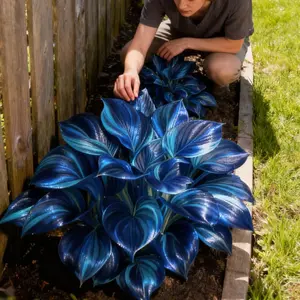 800 pcs Hosta Seeds Easy to Grow for All Seasons VersatileGarden Enthusiasts Indoor Outdoor Beauty Enhancementwith Emerald Green Soft Blue Golden Edge and CreamyVariegation