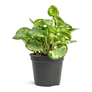 Peperomia Golden Gate - Live Plants in 4 Inch Growers Pots - Peperomia Obtusifolia - Rare and Elegant Indoor Houseplant