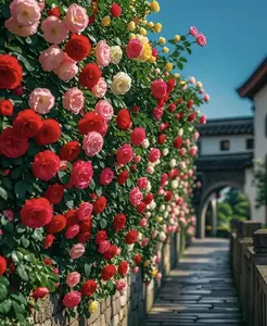 Climbing Rose Flower Seeds (300 Seeds) – Elegant Vertical Blooms for Fences, Walls & Garden Trellises