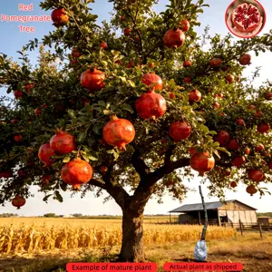 Red Pomegranate Tree – Bare Root Shipping, Healthy Root System, Perennial Fruit Tree, Cold Hardy & Low-Maintenance – Great for Home Growing, Good for Beginners Non-GMO