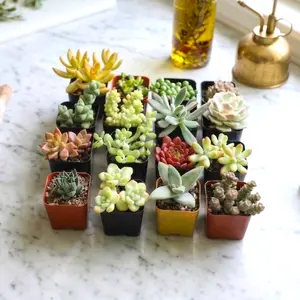 2/4/16 Pack Assorted Succulents Plants - 2 Inch Live Succulents for Indoor Outdoor,Easy Care House Plants,Gift for Party Wedding Home Garden Decor