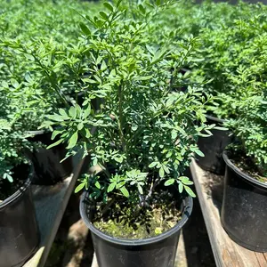 1gal Rue plant Ruta Graveolens home grown
