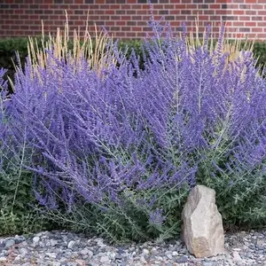 Blue Steel Russian Sage Seeds - 100 Seeds - Sky Blue Flowers - Drought Tolerant Perennial Landscape Plant