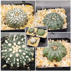 Astrophytum Asterias Sand Dollar Cactus 2 inch Live Cacti