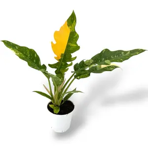 Philodendron Ring Of Fire, Live House Plant, 4 inch Pot, Variegated, Low Matnince