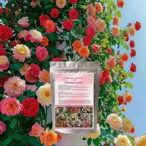 200 Pcs Color Climbing Rose Seeds for Outdoor Planting  Flowers seeds for Garden Decoration