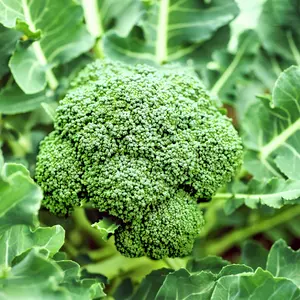 250 Broccoli Seeds for Gardening - Non GMO Heirloom Garden Plants, Seeds & Bulbs - Vegetable Seeds Gifts - Broccoli Organic Fresh - Organic Broccoli Seeds - Seeds for Planting Vegetables and Fruits