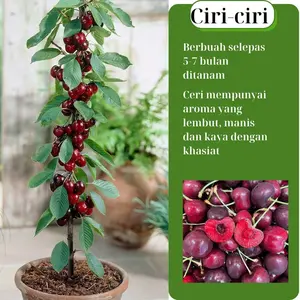 Rare Red Cherry Tree Seedling, Garden-Grown Home Improvement & Garden Supply Plant