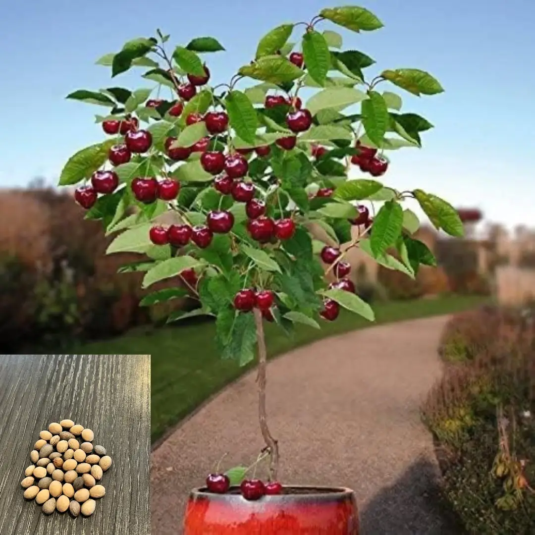 10 SEEDS Dwarf Cherry Tree Grow Your Own Fruit Tree Indoor/Outdoor