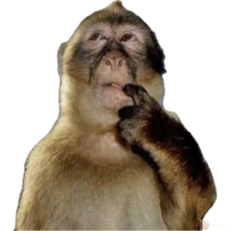 Monkey thinking Sticker | Die-Cut Sticker for Laptop Water Bottle