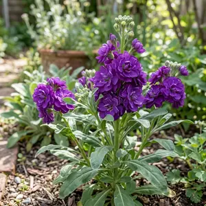 Premium Violet Seeds for Fragrant Gardens – Hardy Perennial Flower Seeds for Shade & Ground Cover – Sweet Scented Blooms for Borders and Woodland Settings