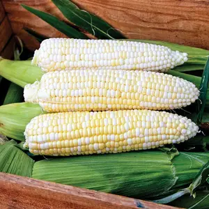 Who Gets Kissed Sweet Corn Seeds