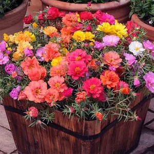 garden flower seed - Moss Rose Seeds for Planting - ‘Portulaca Grandiflora’