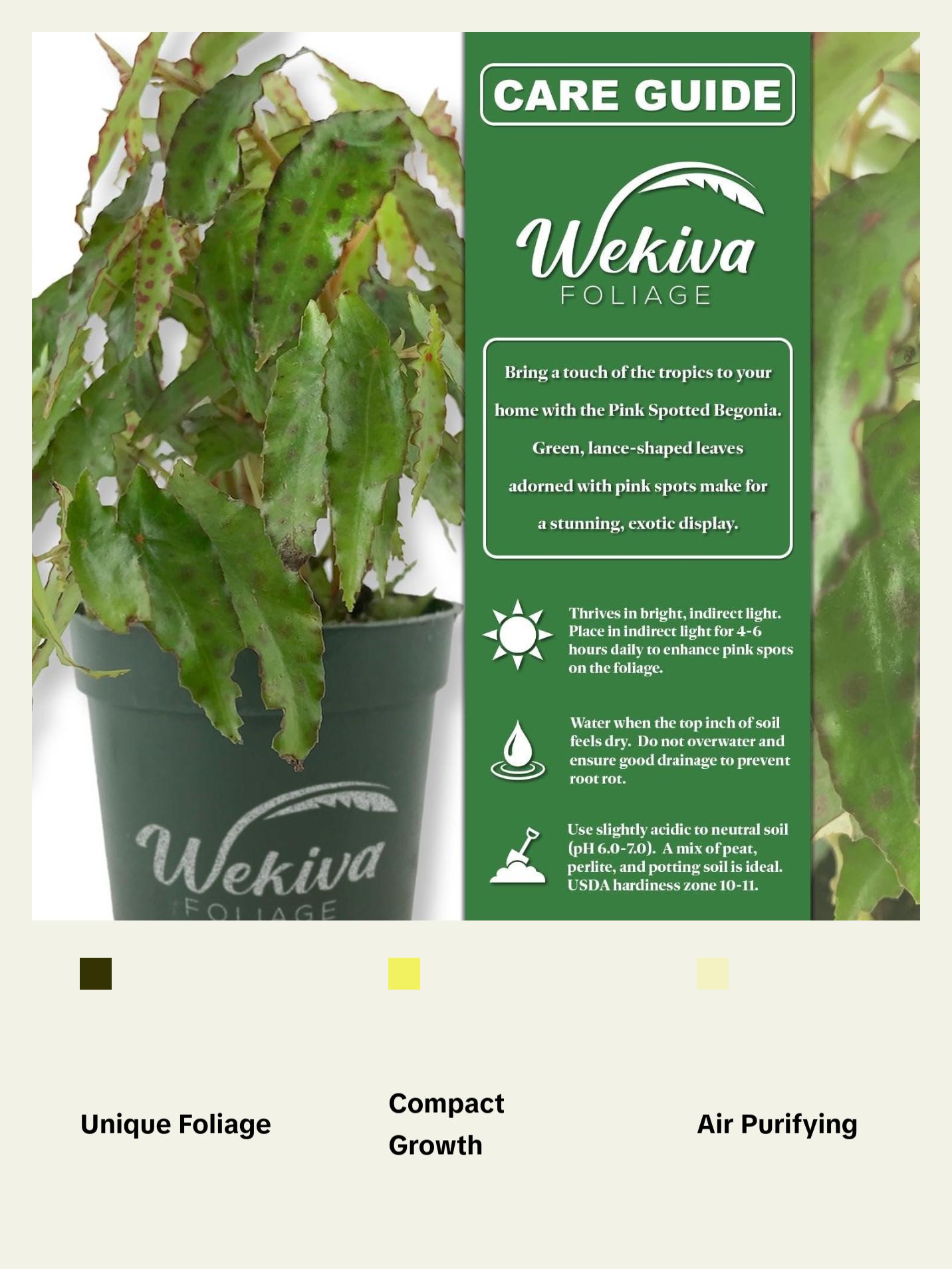 Pink Spotted Begonia - Live Plant in a 4 Inch Pot - Begonia Amphioxus - Rare and Beautiful Tropical Indoor Houseplant - Air Purifying Pink Spotted Begonia - Live Plant in a 4 Inch Pot - Begonia Amphioxus - Rare and Beautiful Tropical Indoor Houseplant - Air Purifying