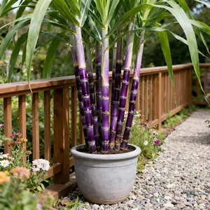 Sugarcane seeds – easy to germinate and grow, making them an ideal choice for home fruit tree planting.