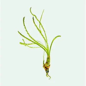 Crinum Calamistratum