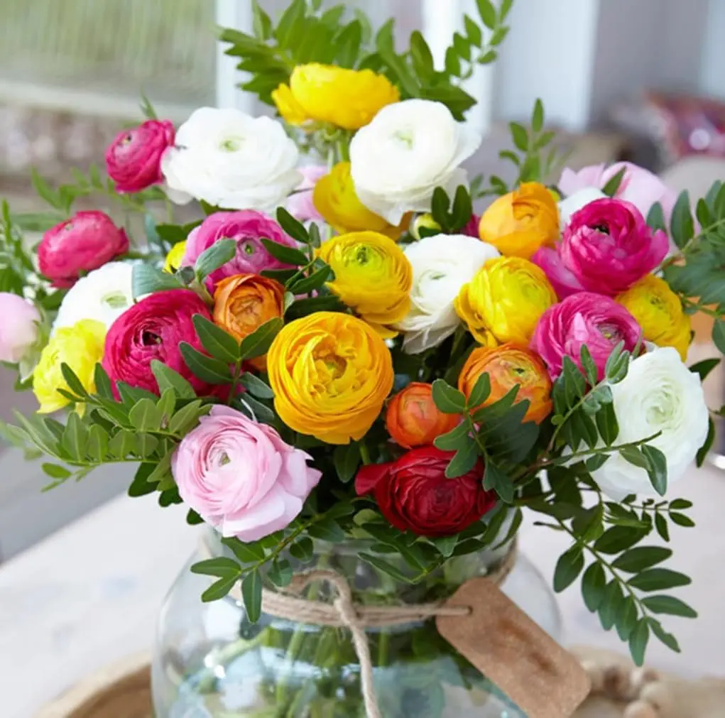 Mixed Color Ranunculus Flower Bulbs Pastel Mix Persian Buttercup Bulbs Double Buttercup Rose Wedding Flowers for Planting Garden