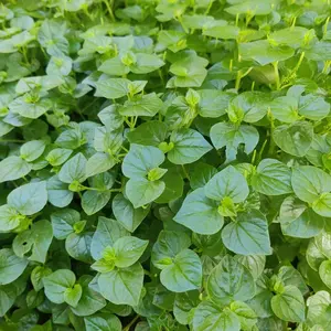 Peperomia Pellucida Seeds – Clearweed, Shiny Bush Plant, Vietnamese Crab Claw Herb – Edible Salad Peperomia, Non-GMO, Easy-to-Grow Tropical Herb