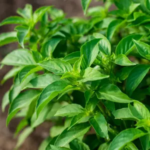 Lime Basil Organic Seeds (Ocimum basilicum) – A citrusy twist on traditional basil, perfect for teas, cocktails, fish dishes, and summer salads.