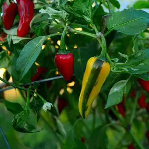 Fish Pepper Seeds Organic (Capsicum annuum) Rare heirloom with variegated leaves and spicy, colorful peppers. Historic African-American variety for cooking.