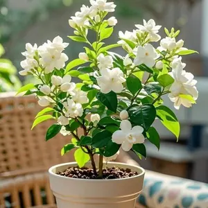 50 PCS Jasmine Seeds-Classic GardenFragrance, Low Maintenance and Decorative