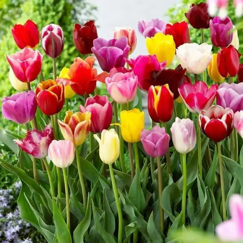 Mixed Rainbows Tulip Seeds for Planting - Colorful Flowers, Grow Rainbow Colors - Stunning Displays - Exotic Flowers for Gardens