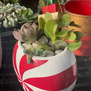 Peppermint Succulent Holiday Centerpiece for Festive Home Decor