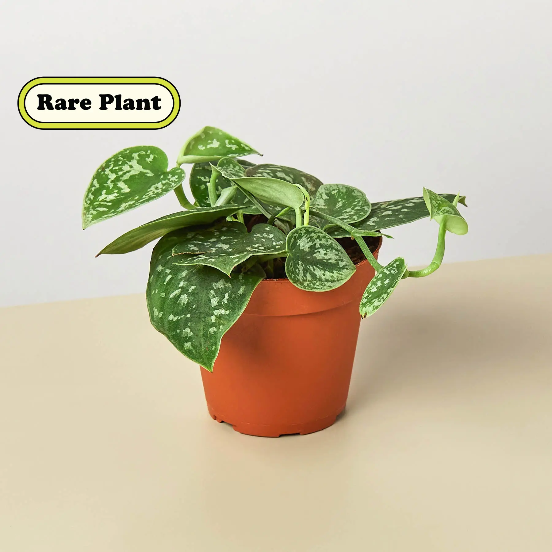 Pothos 'Satin', Scindapsus pictus 'Argyraeus', Live Houseplant, Indoor Plant