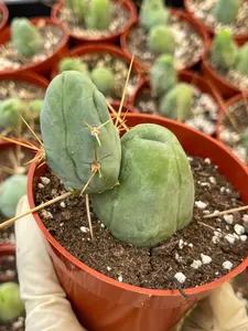 4” Penis Cactus | Live Plant | Live Cactus | Cactus Succulent