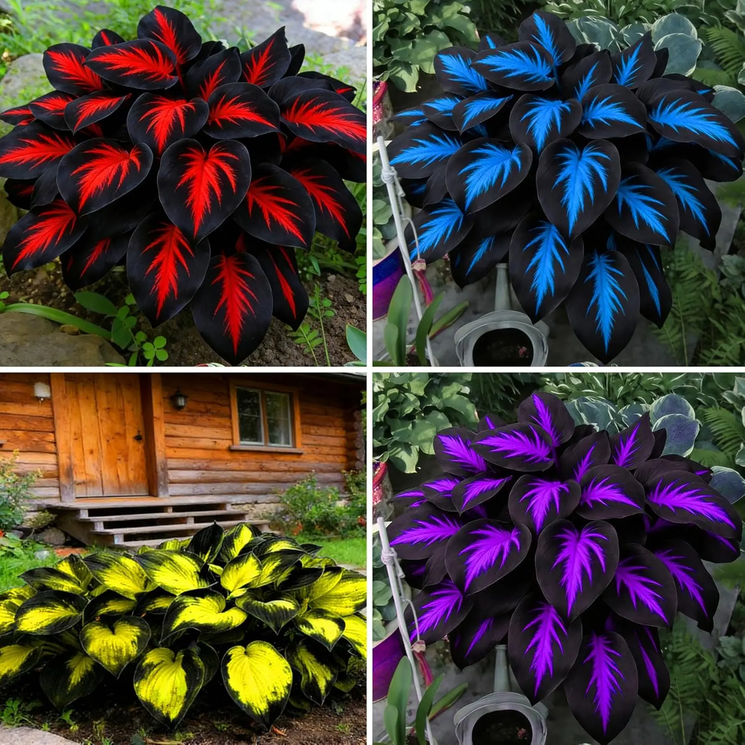 Heirloom Hosta Seeds Mix Bag - 280+ Non-GMO Rare Perennial Shade-Loving Ground Cover, All-Season Blooms, Butterfly-Attracting for Outdoor Gardens, USDA Zones 3-9 Wide Climate Coverage, 280+ Surprise Blooms