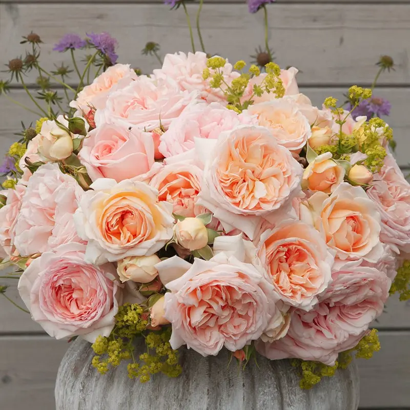 Rose [Fairytale Magic] Own-Root Live Plant | Bliss Parfuma |  Floribunda Rose | Shrub Rose