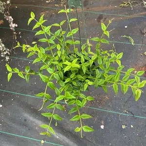 Hoya Bella 6 inch