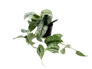 Scindapsus Pictus ‘Exotica’ 4” Potted Live Plant - Rare Satin Pothos - Silver Variegated Foliage - Large Heart Shaped Leaves - Exotic Vining Houseplant - Tropical Gift - Unique Indoor Plant - Metallic Sheen - Easy Care - Trailing Vine