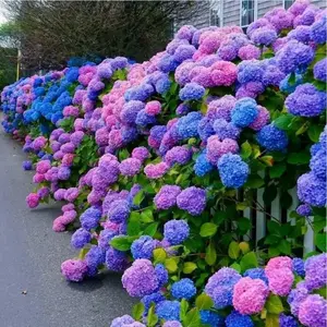 50pcs Blue Pink Purple Hydrangea - Beautifuland Hardy Perennial Flowers for Your Garden