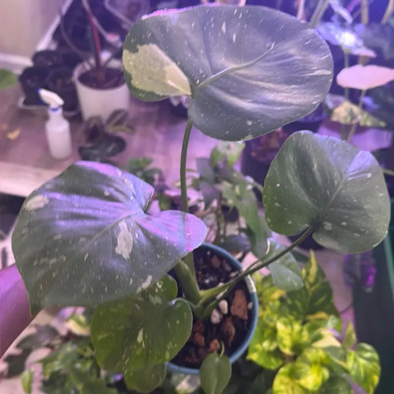Thai constellation monstera
