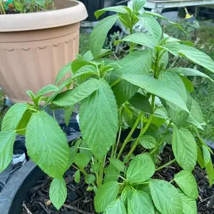 Saluyot Molokhia Jute Mallow Warm Season Seeds 4 Pack x 3000 Seeds Corchorus olitorius Fast Germination Indoor