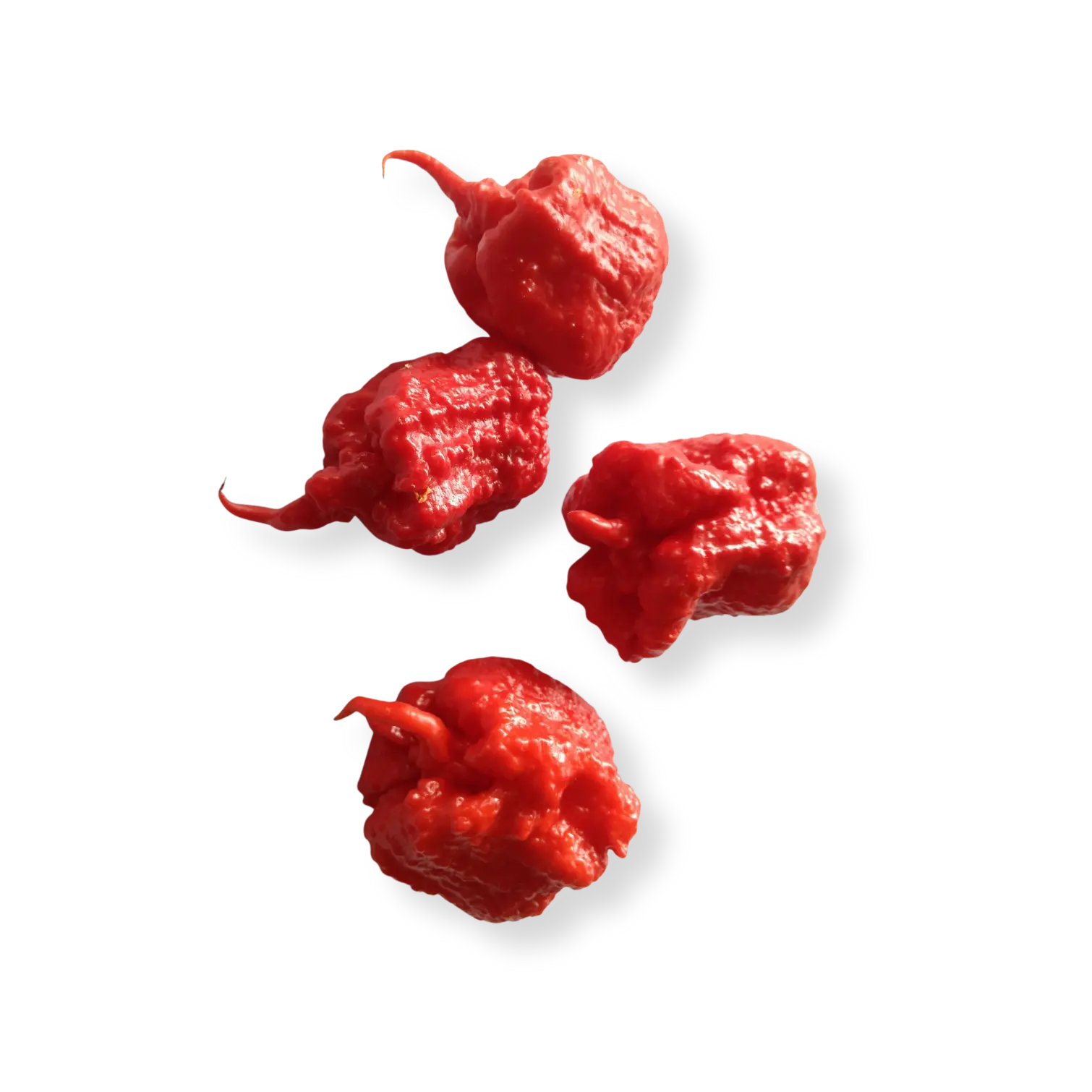 Smokin' Ed's Carolina Reaper® Seeds - High Quality Seeds for Successful Planting